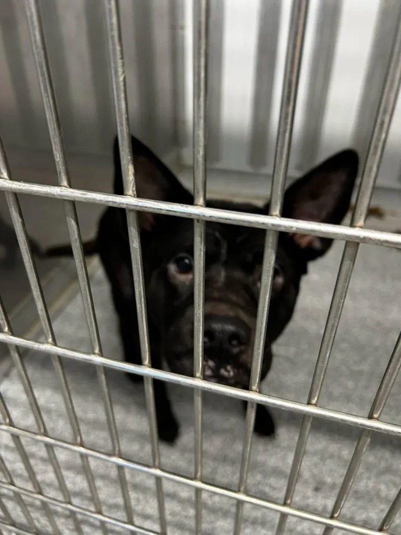 A young medium-sized male Chow Chow dog named Tombo for adoption in bellefontaine, OH