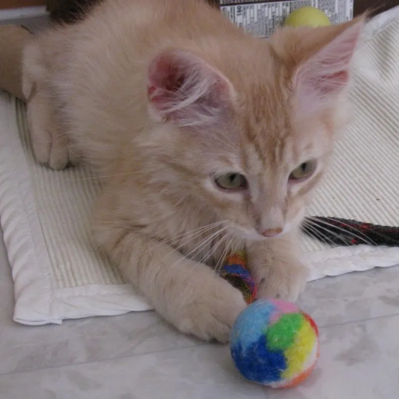 A baby small-sized male Tabby (Buff / Tan / Fawn) Domestic Medium Hair cat named Taffy Waterworth for adoption in Morrison, CO