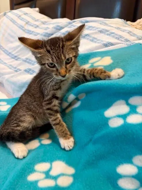 A baby medium-sized female Tabby (Gray / Blue / Silver) American Shorthair cat named Adele for adoption in Poway, CA