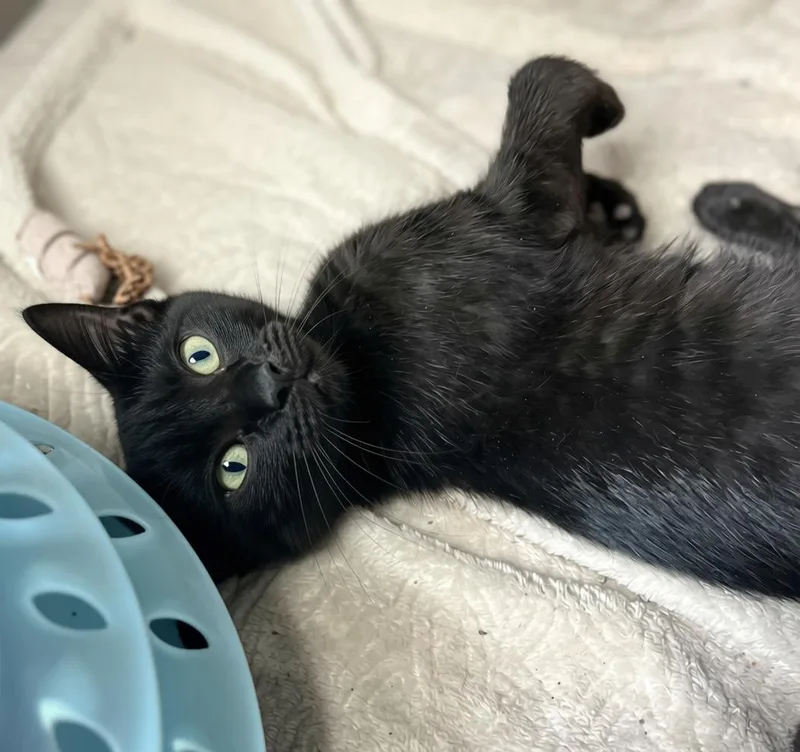 A baby medium-sized male Black Domestic Short Hair cat named Fennel for adoption in Seville, OH