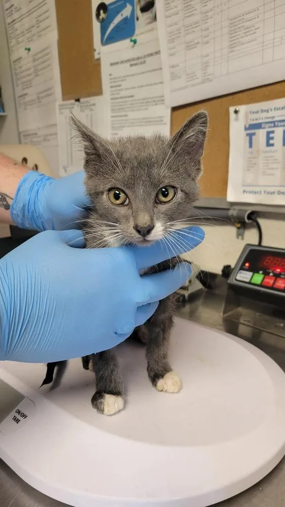 A baby medium-sized male Domestic Short Hair cat named Cppo for adoption in Bolivar, MO