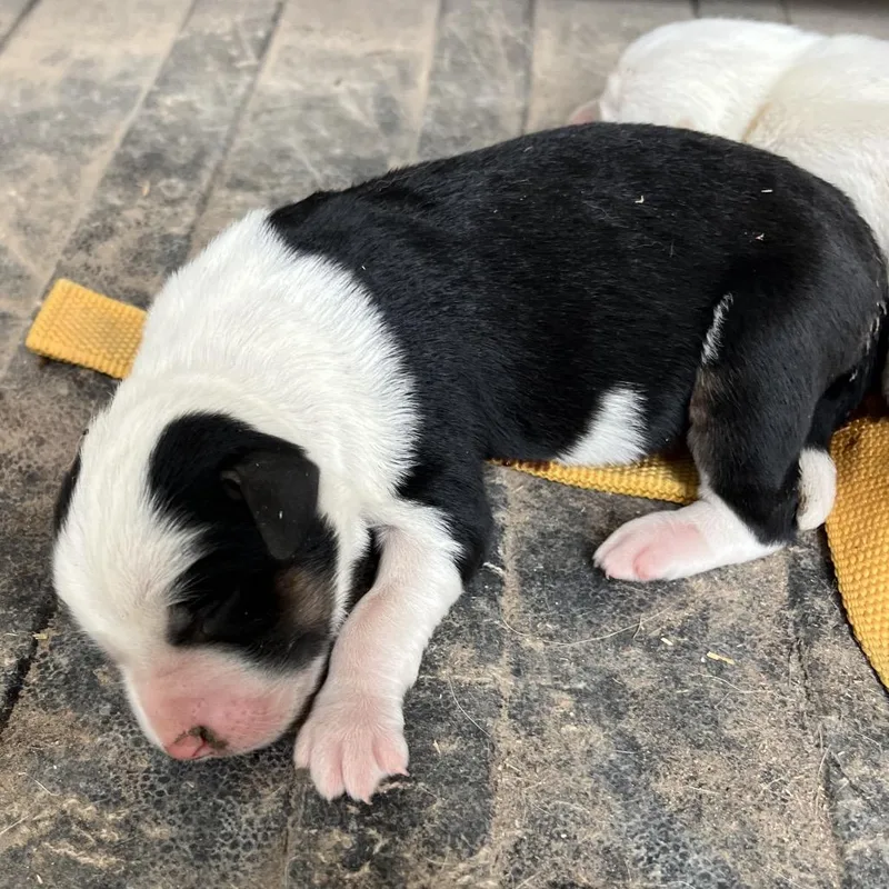 Bugs Bunny thumbnail 2