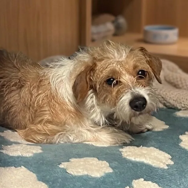 A young small-sized female White / Cream Mixed Breed dog named Fawn for adoption in Boca Raton, FL