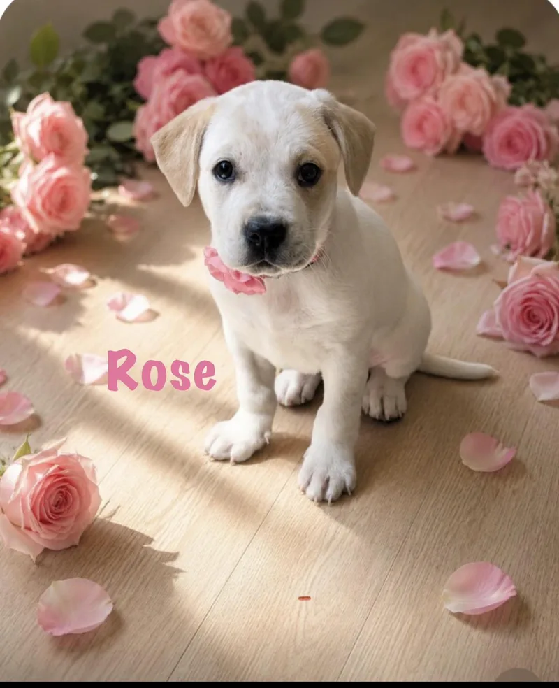 Rose thumbnail 2