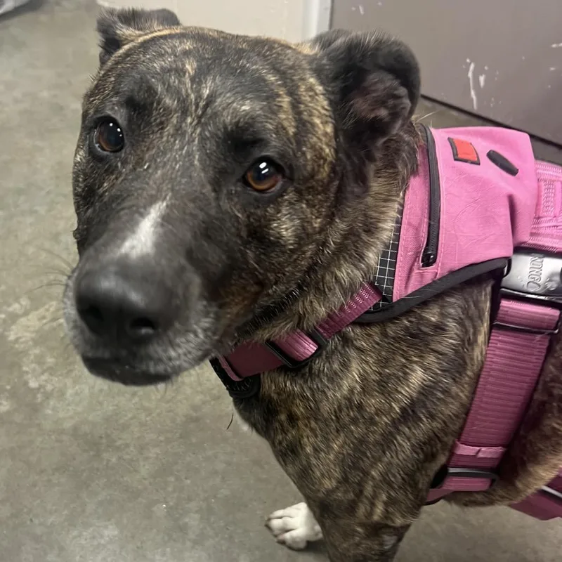 A senior large-sized female Brindle Catahoula Leopard Dog dog named Sadie for adoption in Manhattan, KS
