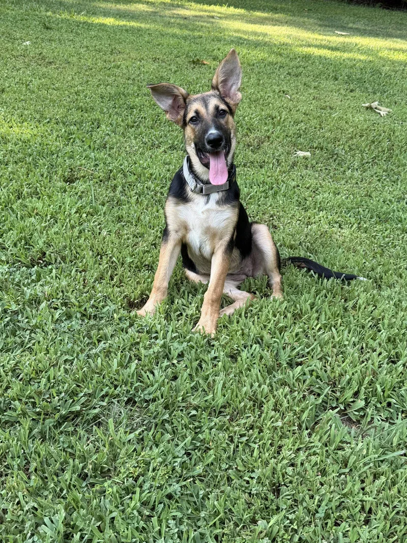 A young medium-sized female German Shepherd Dog dog named Kinlee for adoption in Ball Ground, GA