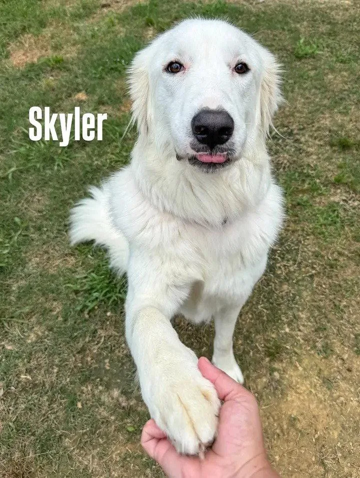Skye AKA Skyler thumbnail 2