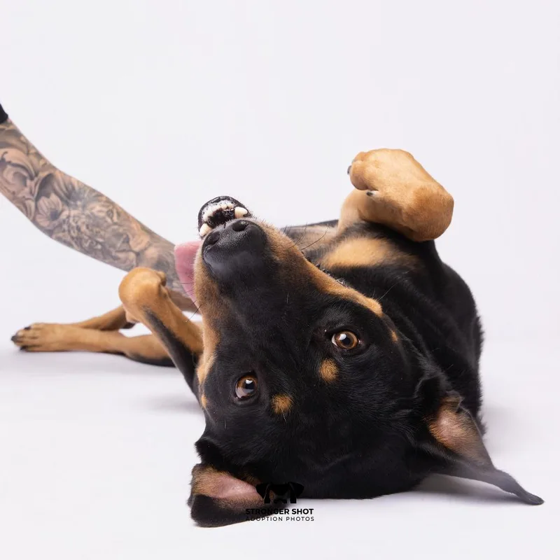 A young medium-sized male Rottweiler dog named Rico for adoption in Tampa, FL