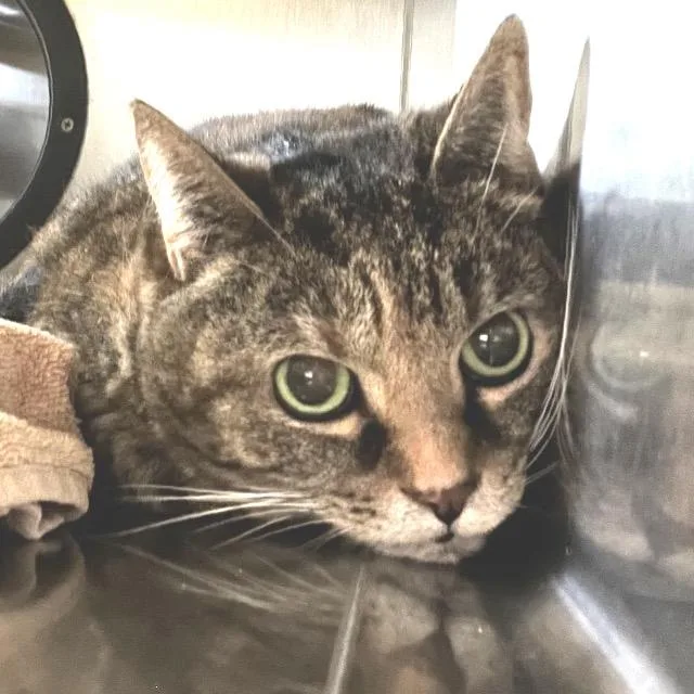 A senior medium-sized female Brown / Chocolate Domestic Short Hair cat named Squeaky for adoption in Lakeland, FL