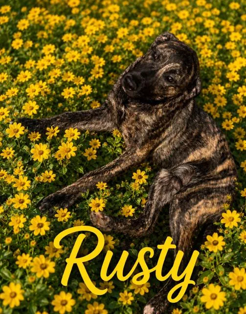A young medium-sized male Labrador Retriever dog named Rusty for adoption in Zimmerman, MN