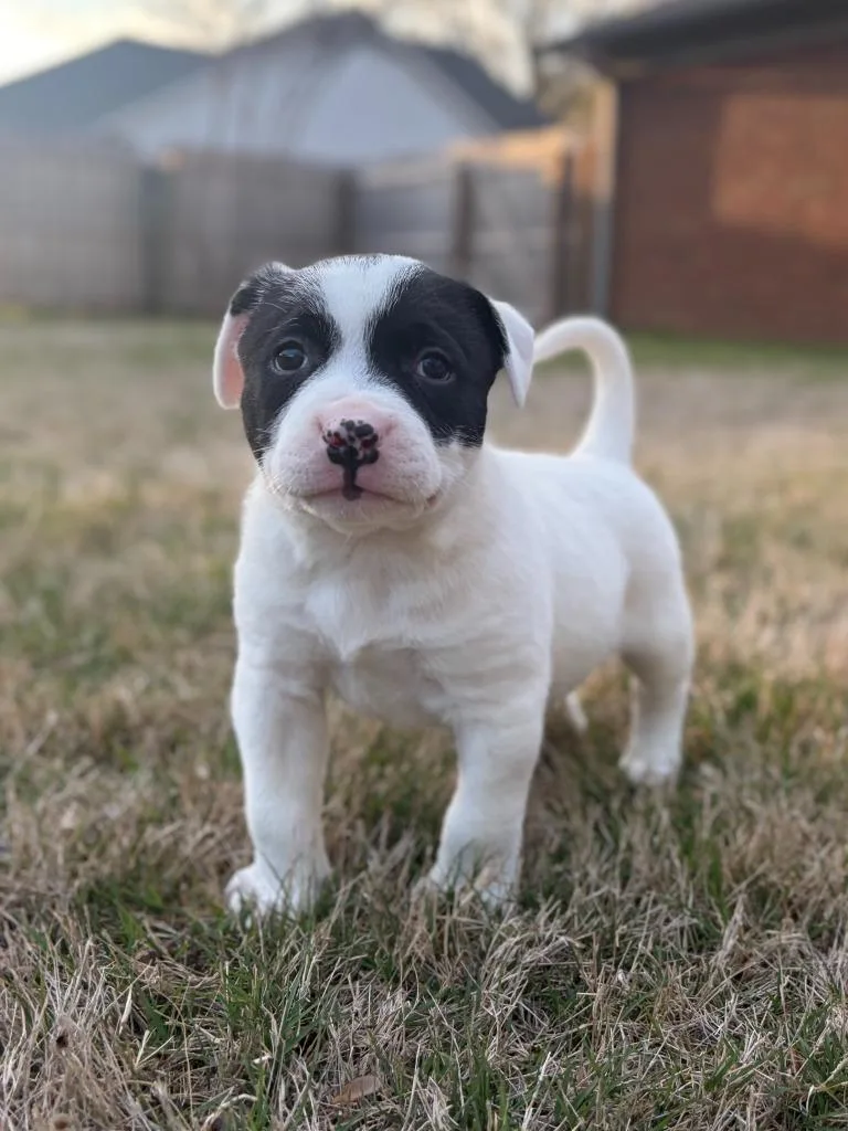 Fletcher thumbnail 2