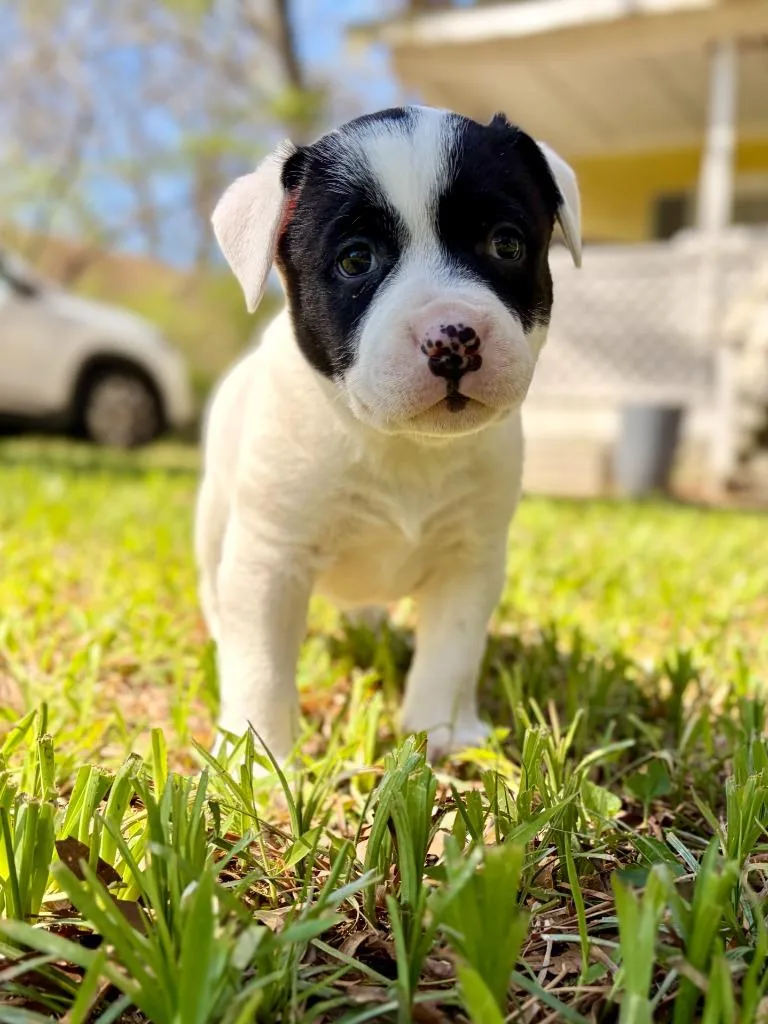 Fletcher thumbnail 3