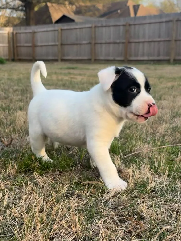 Fletcher thumbnail 4