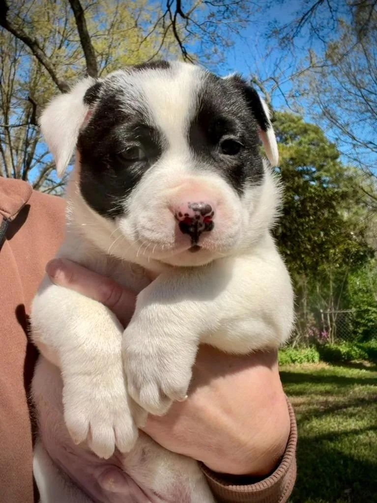 Fletcher thumbnail 5