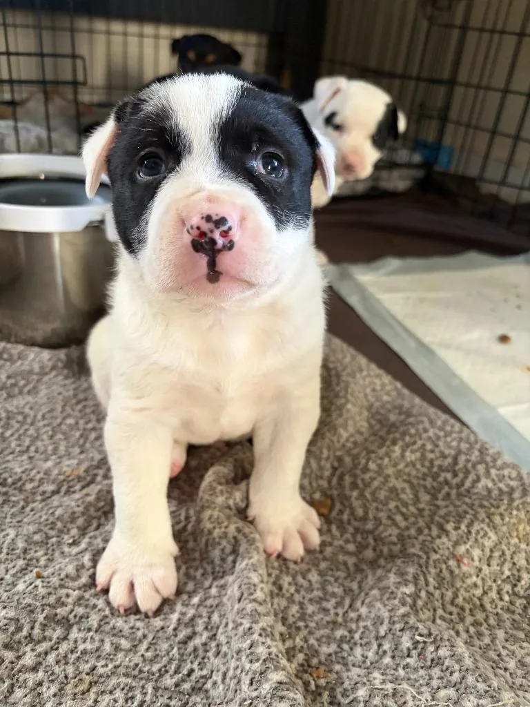 Fletcher thumbnail 6