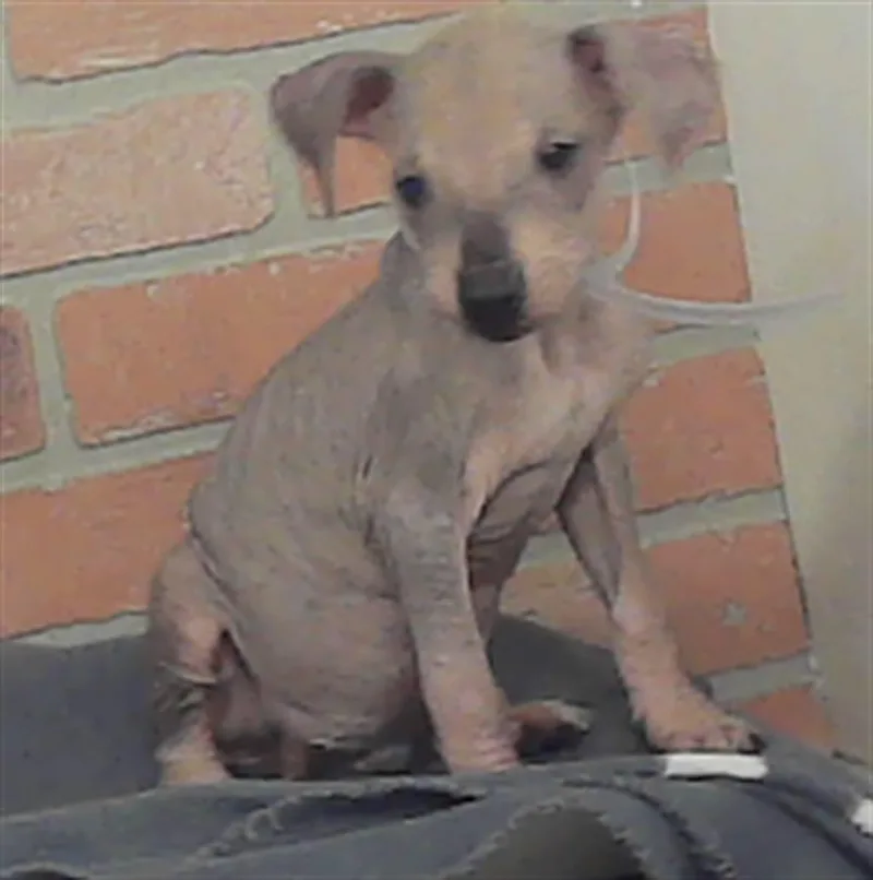 A baby small-sized female Labrador Retriever dog named A for adoption in Houston, TX