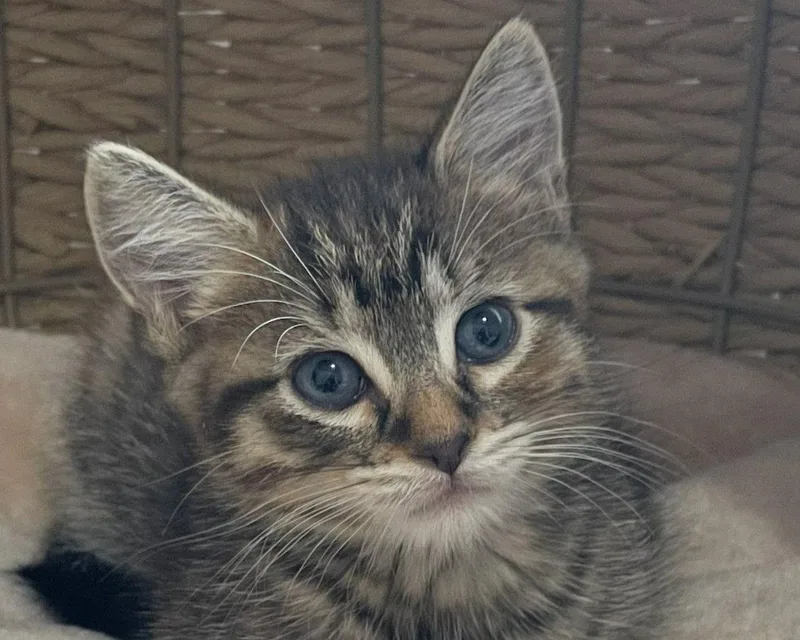 A baby medium-sized female Tabby cat named Rihanna for adoption in Anacortes, WA