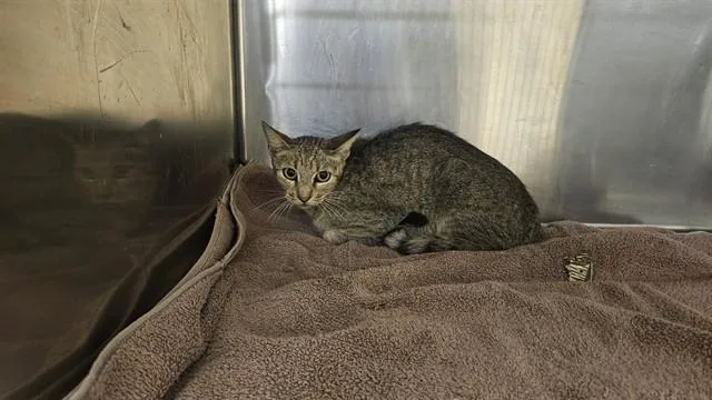 A young medium-sized female Domestic Short Hair cat named Autumn for adoption in Castaic, CA