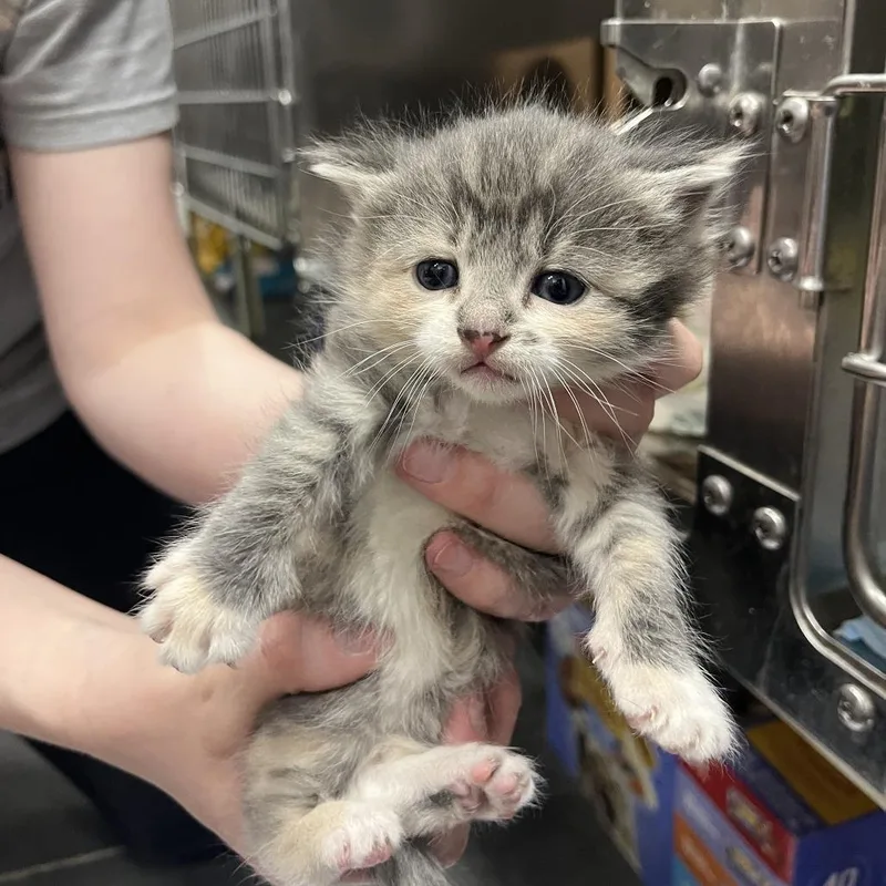 A baby small-sized female Torbie Domestic Short Hair cat named Voyd for adoption in Idaho Falls, ID