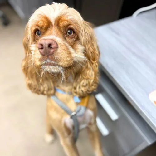 A young small-sized male English Cocker Spaniel dog named Nico for adoption in Aurora, CO