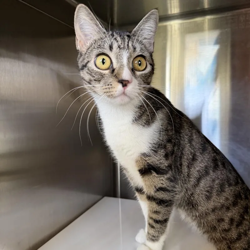 A young medium-sized female Domestic Short Hair cat named Fibula for adoption in Los Angeles, CA