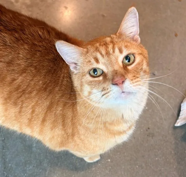 An adult medium-sized male Domestic Short Hair cat named Phoenix for adoption in Leesburg, VA