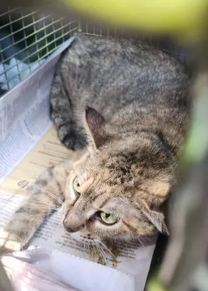 A young medium-sized female Domestic Short Hair cat named Loo for adoption in San Antonio, TX