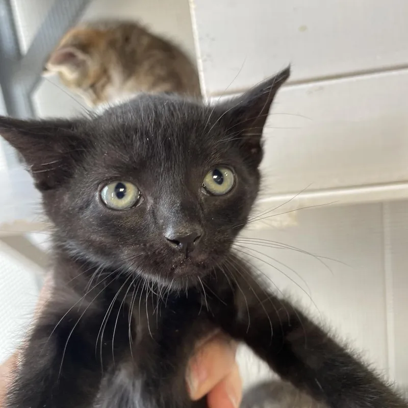 A baby small-sized female Black Domestic Short Hair cat named Myrtle for adoption in Brownsboro, AL
