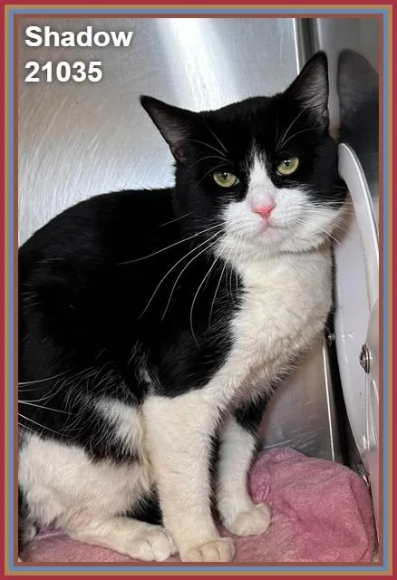 A young medium-sized male Black & White / Tuxedo Domestic Short Hair cat named Shadow for adoption in Marietta, GA