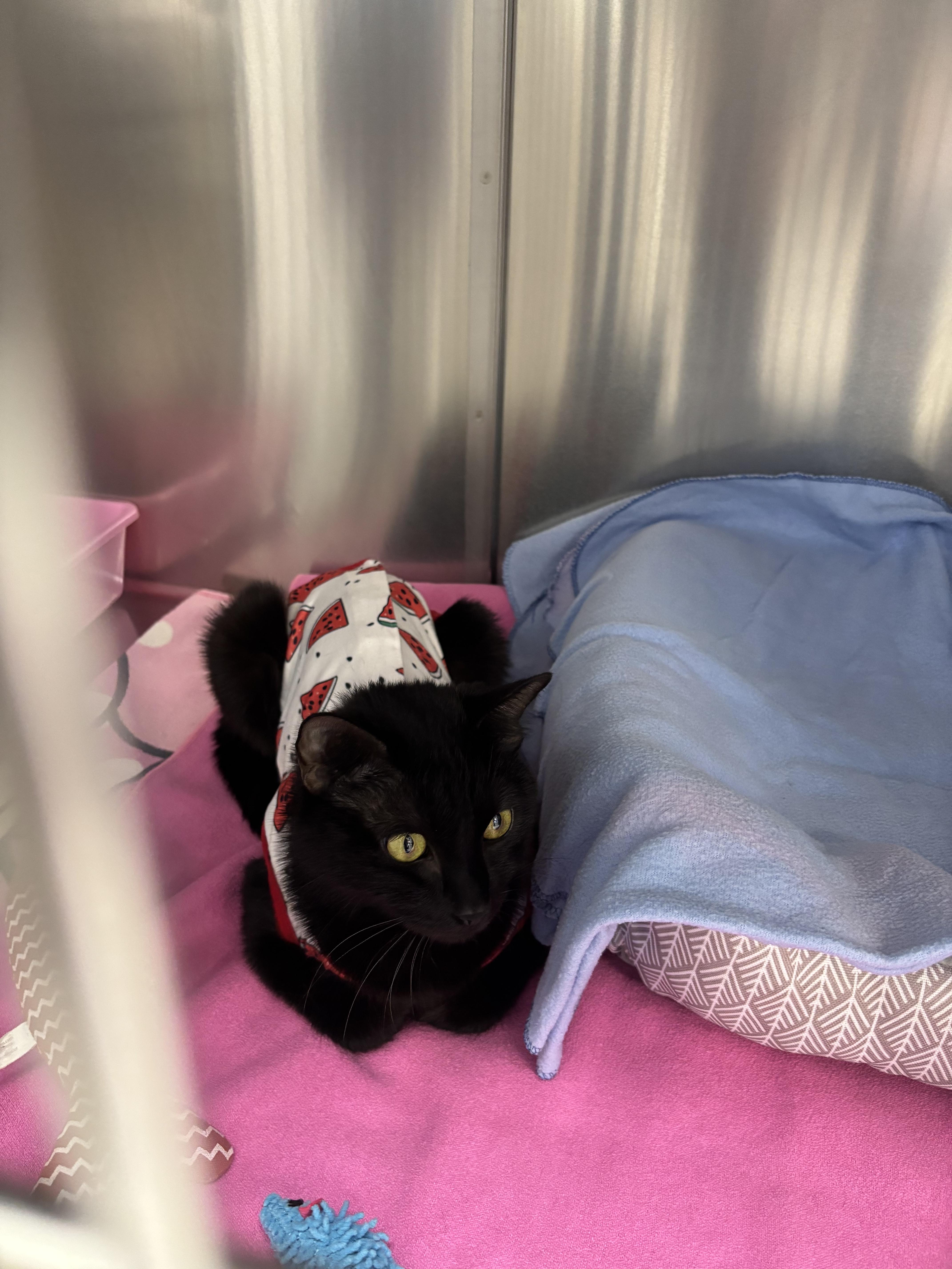 An adult medium-sized female Black Domestic Short Hair cat named Rosa  SLEEK PANTHER for adoption in Bristow, VA