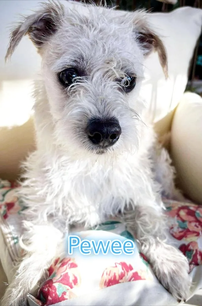 A baby small-sized male White / Cream Poodle dog named Pewee for adoption in Santa Clarita, CA