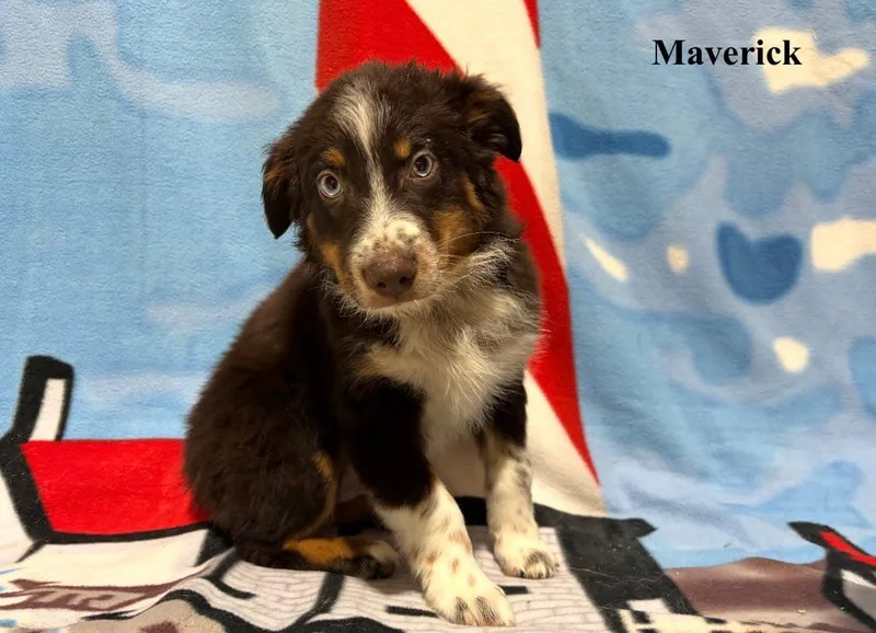 A baby medium-sized male Australian Shepherd dog named Maverick for adoption in Celina, OH