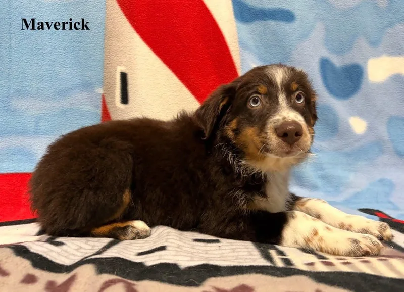 Maverick thumbnail 2