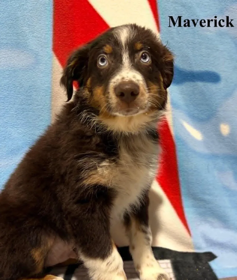 Maverick thumbnail 3