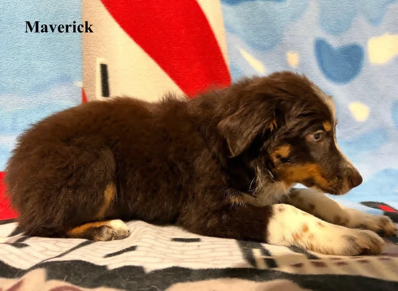 Maverick thumbnail 4