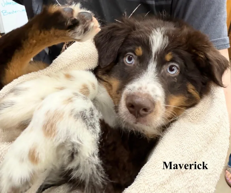 Maverick thumbnail 5