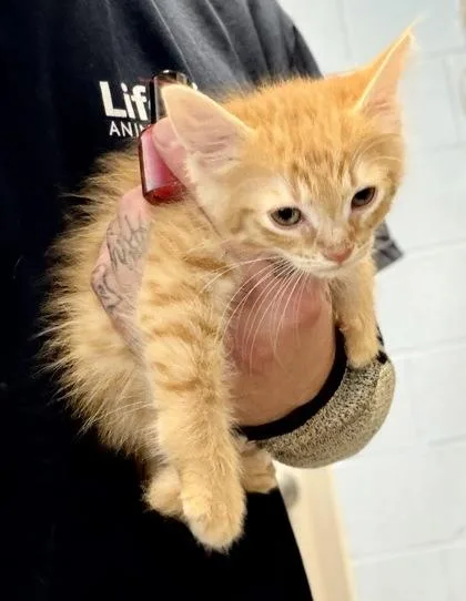 A baby small-sized male Domestic Short Hair cat named Kin for adoption in Chamblee, GA