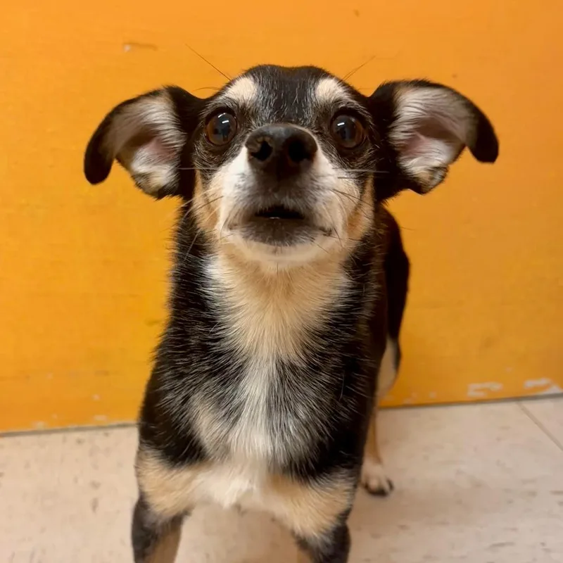 An adult small-sized male Chihuahua dog named Padre for adoption in Joshua Tree, CA