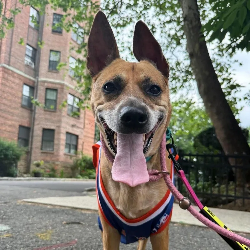 A senior large-sized female Shepherd dog named Ringo for adoption in Long Island City, NY
