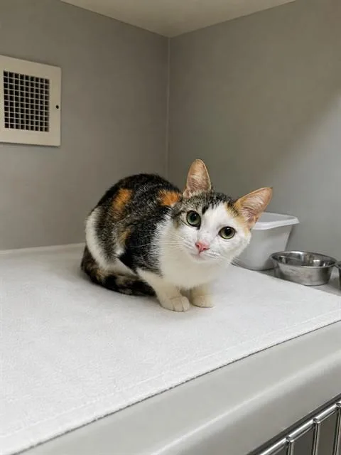 A young medium-sized female Domestic Short Hair cat named Lena Dupree for adoption in Statesville, NC