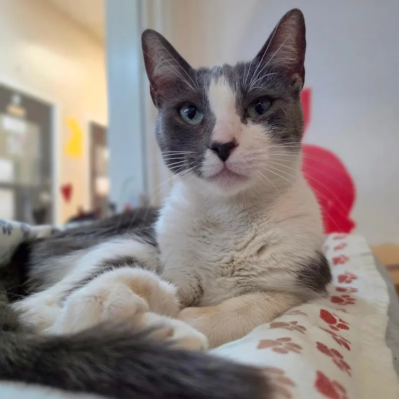 Madeline Chino Hills