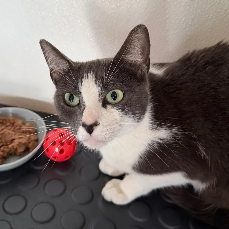 Madeline  Chino Hills thumbnail 2