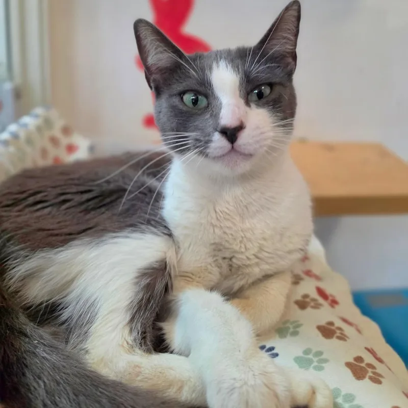 Madeline  Chino Hills thumbnail 3