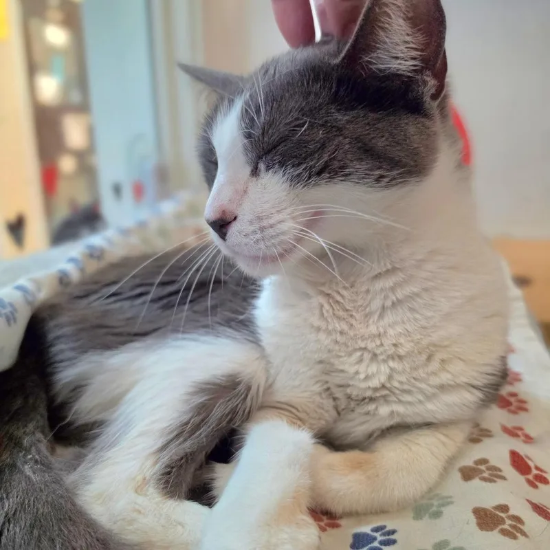 Madeline  Chino Hills thumbnail 4