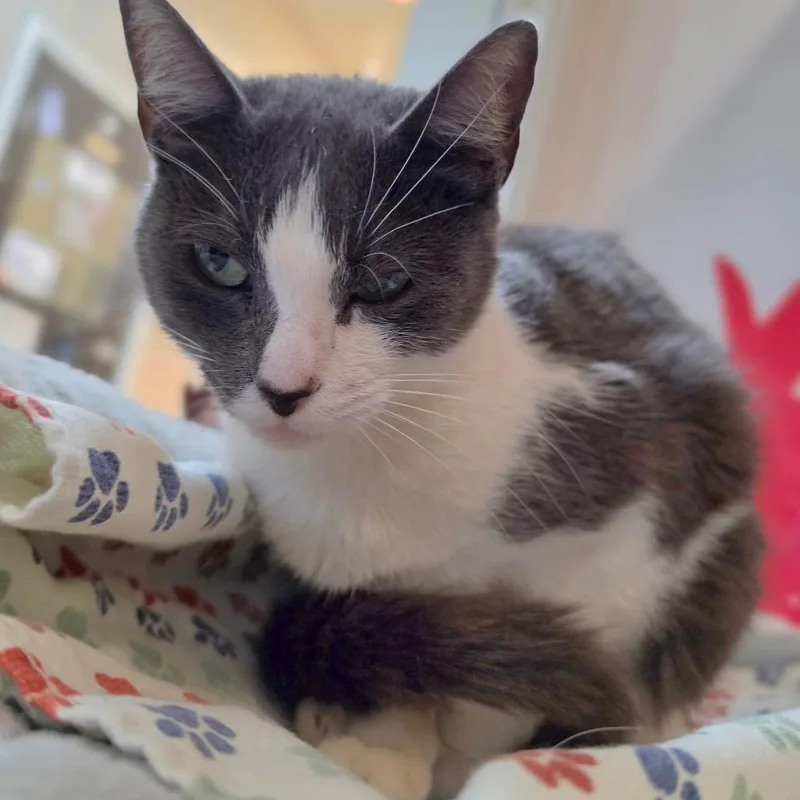 Madeline  Chino Hills thumbnail 5