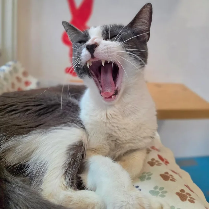 Madeline  Chino Hills thumbnail 6