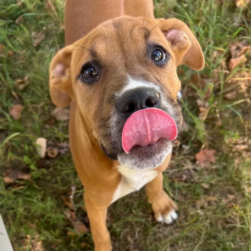 A baby small-sized female Boxer dog named Maple for adoption in Jasper, IN