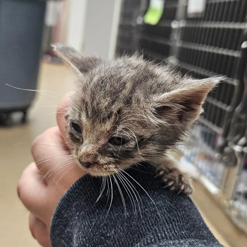 A baby small-sized male Brown / Chocolate Domestic Short Hair cat named Sour Patch for adoption in Corpus Christi, TX