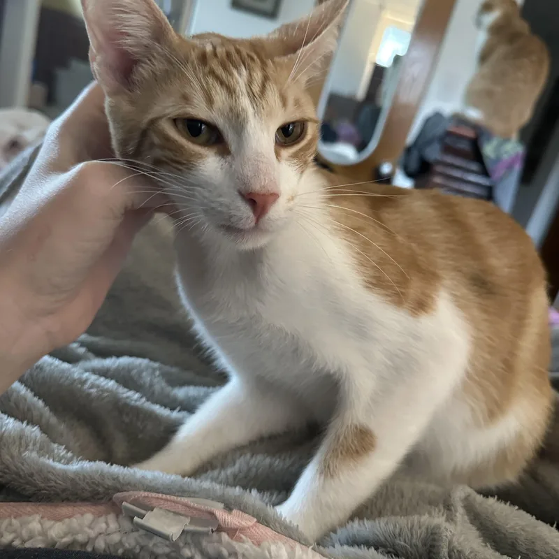A young medium-sized male Orange & White Domestic Short Hair cat named Roger for adoption in Corpus Christi, TX