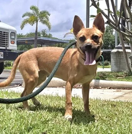 A young small-sized female Chihuahua dog named Cocoa for adoption in Honolulu, HI